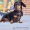 a little black and brown dog on a leash