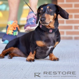 We're a pet-friendly community a little black and brown dog on a leash